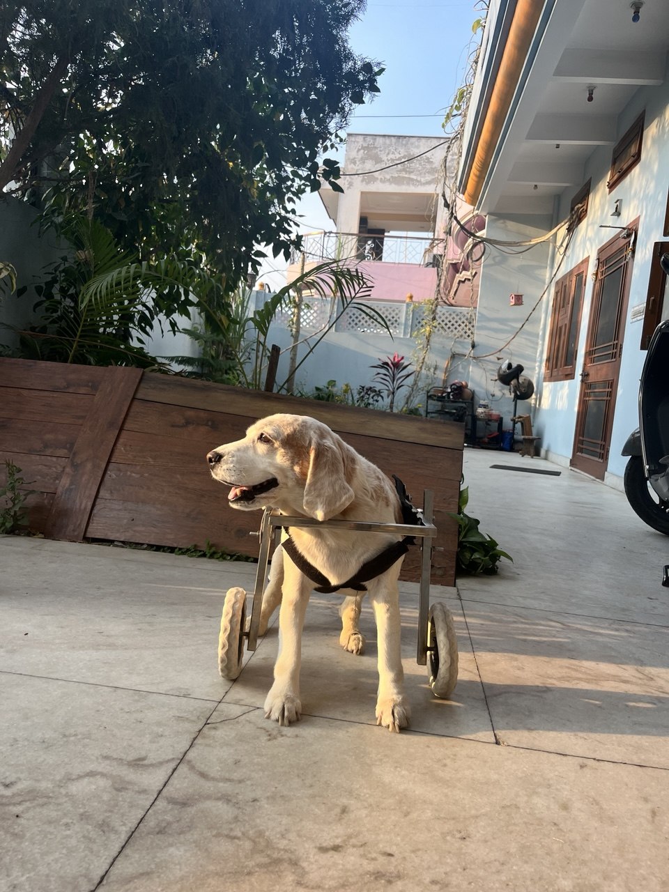 Animal Cart - KL Cart/wheelchair