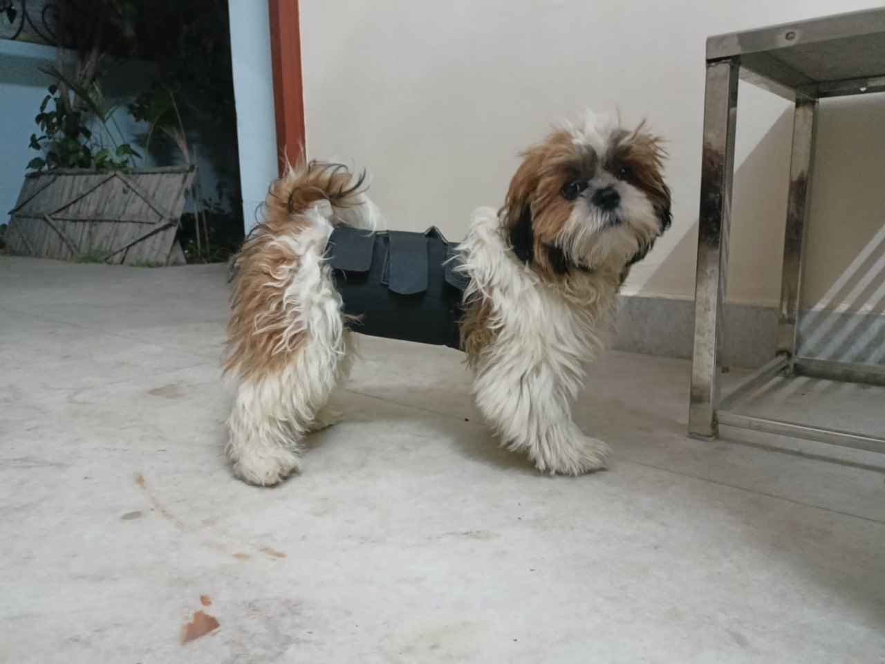 Braces for Back, Joint and Hock Support