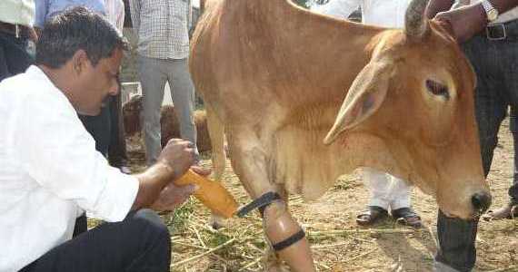 Two cows supporting an injured bull on a street.