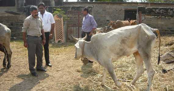 Rescued orphaned wild animals at the Amte family’s animal park.