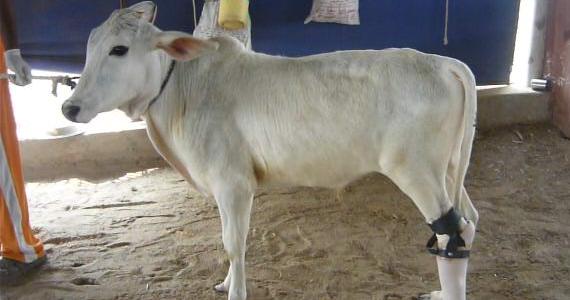 Krishna the calf walking on his prosthetic limb.